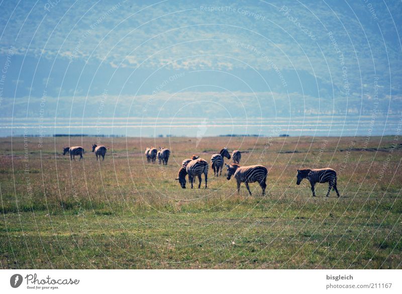 Zebras Natur Gras Seeufer Wildtier Herde Fressen grün Lake Nakuru National Park Kenia Afrika Farbfoto Gedeckte Farben Außenaufnahme Textfreiraum oben