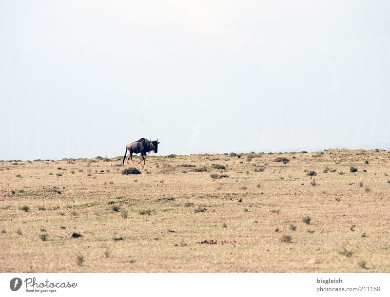 Gnu Safari Sand Himmel Steppe Wildtier 1 Tier braun Einsamkeit Crescent Island Kenia Afrika Farbfoto Gedeckte Farben Außenaufnahme Textfreiraum oben