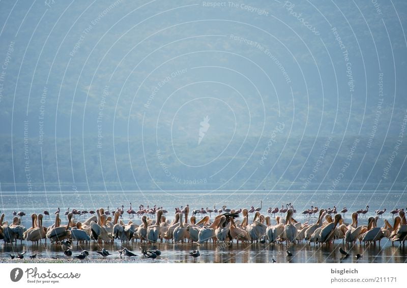 Pelikane Safari Natur Seeufer Lake Nakuru Wildtier Vogel Schwarm blau Kenia Afrika Farbfoto Gedeckte Farben Außenaufnahme Textfreiraum oben Menschenleer viele