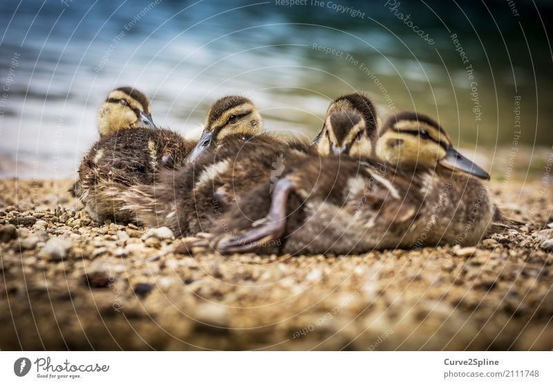 Baby-Dugs Natur Tier Wasser Vogel Tiergesicht 4 Schwarm Tierjunges Tierfamilie liegen Ente Kuscheln frieren See Seeufer schlafen Geschwister