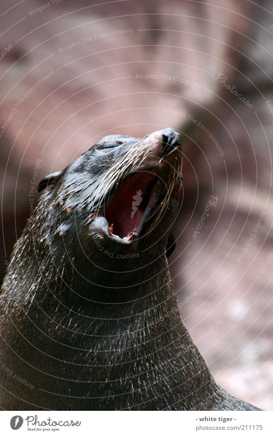 Morgenstund hat Gold im Mund Tier Tiergesicht Fell Zoo Robben 1 braun rot Müdigkeit Erschöpfung Trägheit Langeweile gähnen Farbfoto Außenaufnahme Menschenleer