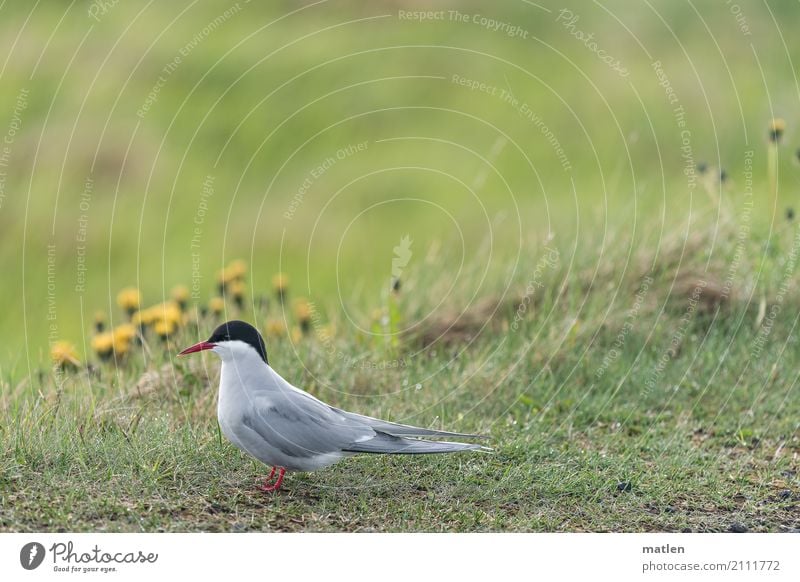 Seeschwalbe Gras Tier Wildtier 1 stehen natürlich Seeschwalben Löwenzahn Frühling Wiese Farbfoto Außenaufnahme Detailaufnahme Menschenleer Textfreiraum rechts