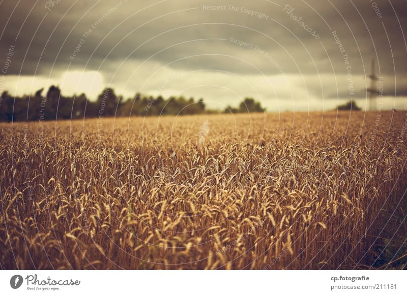 Wer Wind sät... Umwelt Natur Pflanze Wolken Gewitterwolken Sommer Klima Klimawandel schlechtes Wetter Regen Nutzpflanze Feld bedrohlich Tag Kornfeld Ackerbau