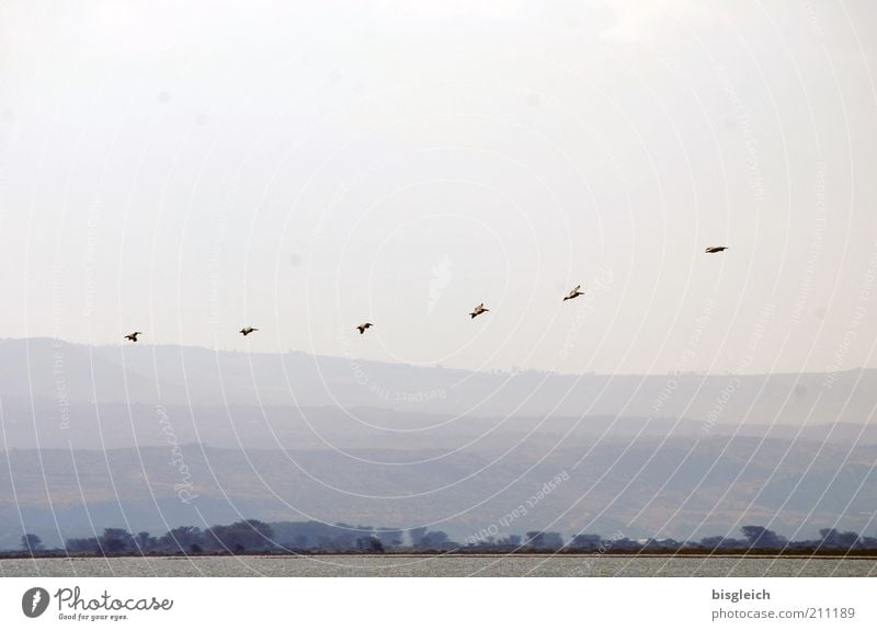 Pelikane II Safari Natur Landschaft See Wildtier Schwarm fliegen Sehnsucht Crscent Island Kenia Afrika Farbfoto Außenaufnahme Textfreiraum oben