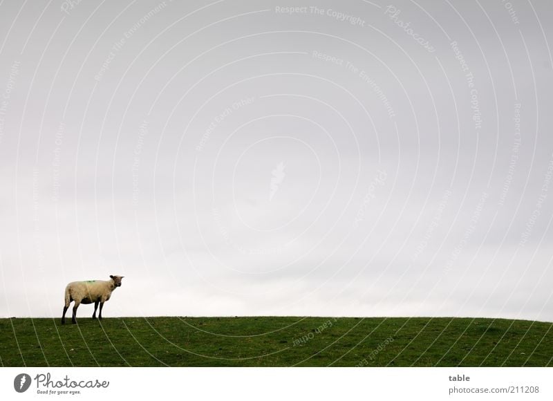 Gertrud Freiheit Umwelt Natur Landschaft Tier Himmel Horizont schlechtes Wetter Wiese Weide Nutztier Schaf 1 beobachten Blick stehen grau grün ruhig Einsamkeit