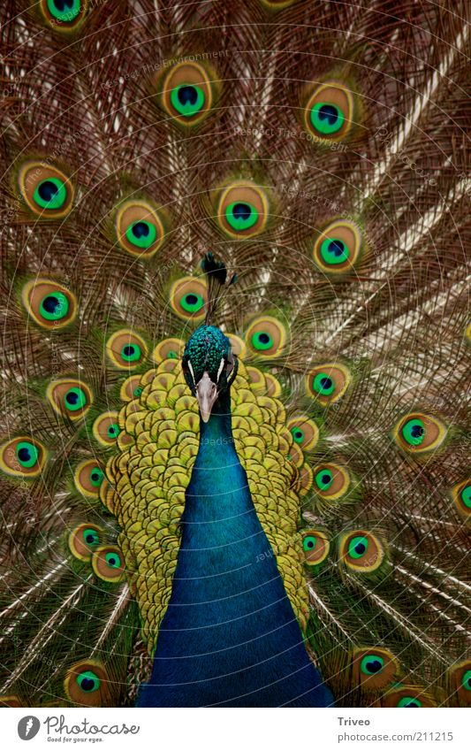 Vogel Pfau Tier Zoo 1 Brunft blau gelb gold grün selbstbewußt Coolness Kraft Romantik schön Begierde betrügen Stolz eitel ästhetisch Partnerschaft elegant