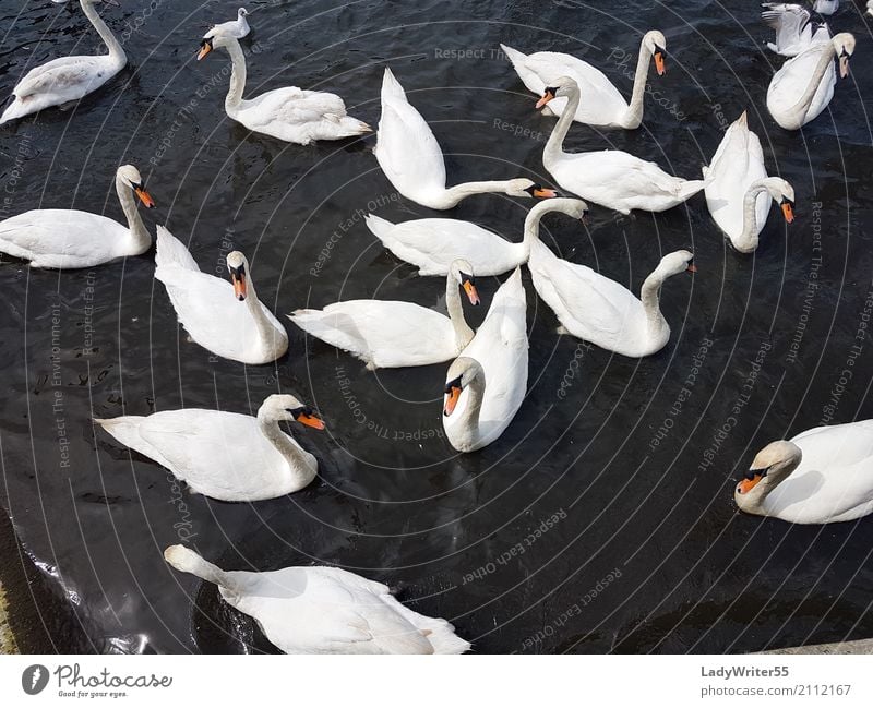 Gruppe der Schwäne elegant schön Menschengruppe Natur Landschaft Tier Teich See Vogel Schwan wild weiß aquatisch Hintergrund Schnabel Beautyfotografie Feder