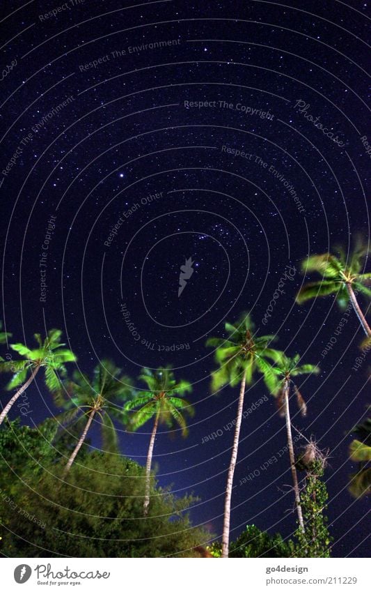 Sternenhimmel Natur Pflanze Luft Himmel Sommer Sträucher exotisch Insel Oase Menschenleer Ferne Unendlichkeit Sauberkeit blau grün schwarz Hoffnung Glaube