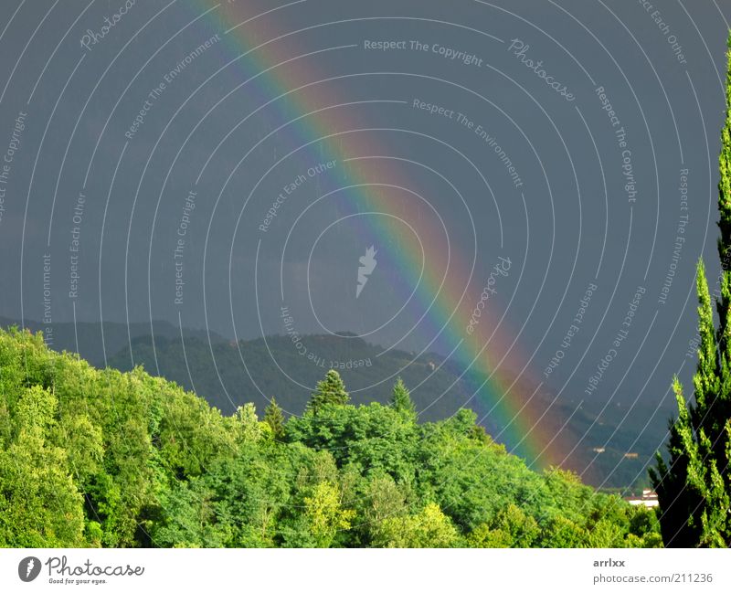 intensiver Regenbogen über dem Wald Sonne Umwelt Natur Landschaft Wassertropfen Himmel Wolken Gewitterwolken Sommer Wetter Unwetter Wind Sturm Baum Hügel