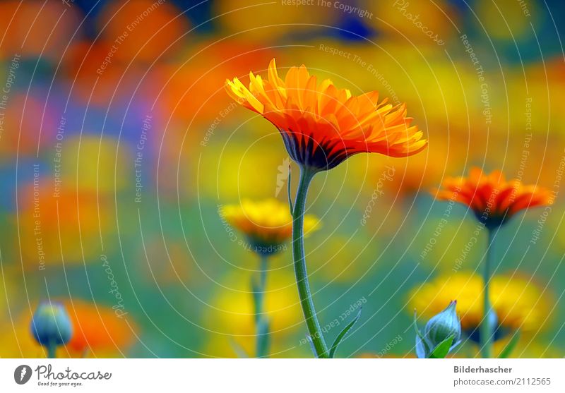 Ringelblumenwiese Gartenpflanzen Heilpflanzen Blütenstauden Blütenblatt Blumenwiese Alternativmedizin Sommerblumen Korbblütengewächs Teepflanze Kosmetik