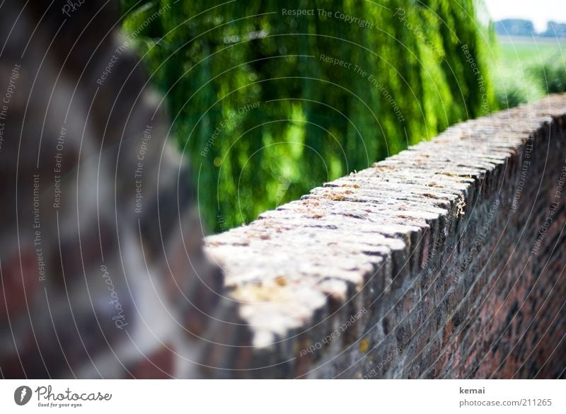 Stadtmauer Umwelt Natur Pflanze Sonnenlicht Sommer Schönes Wetter Wärme Baum Weide Altstadt Mauer Wand Backstein Sehenswürdigkeit alt hell historisch grün