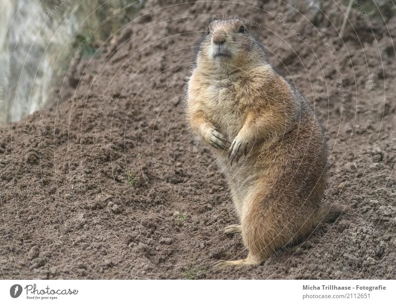 Neugieriger Blick Natur Tier Sand Sonnenlicht Gras Wildtier Tiergesicht Fell Krallen Pfote Präriehund 1 beobachten stehen Freundlichkeit nah natürlich niedlich