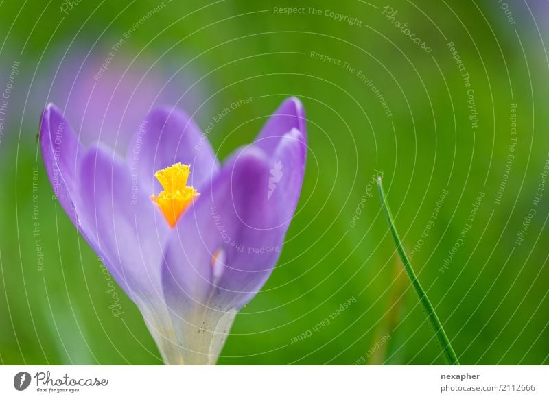 Krokusblüte ruhig Meditation Sommer Umwelt Natur Pflanze Krokusse Gras Grasland beobachten Blühend Erholung genießen Duft schön natürlich grün violett