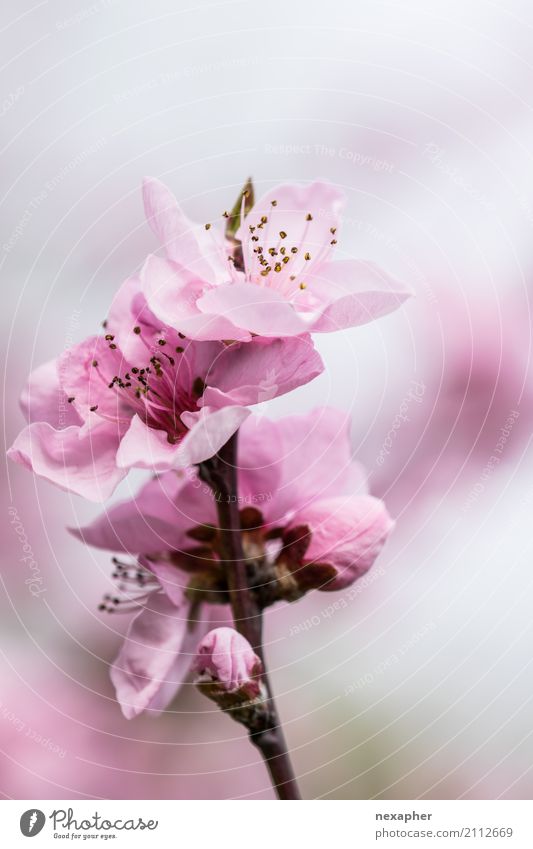 Kirschblüte Umwelt Natur Frühling Baum Blüte Kirsche Garten Park Blühend Duft Blick leuchten Wachstum einfach frisch hell schön nah Wärme rosa Gefühle