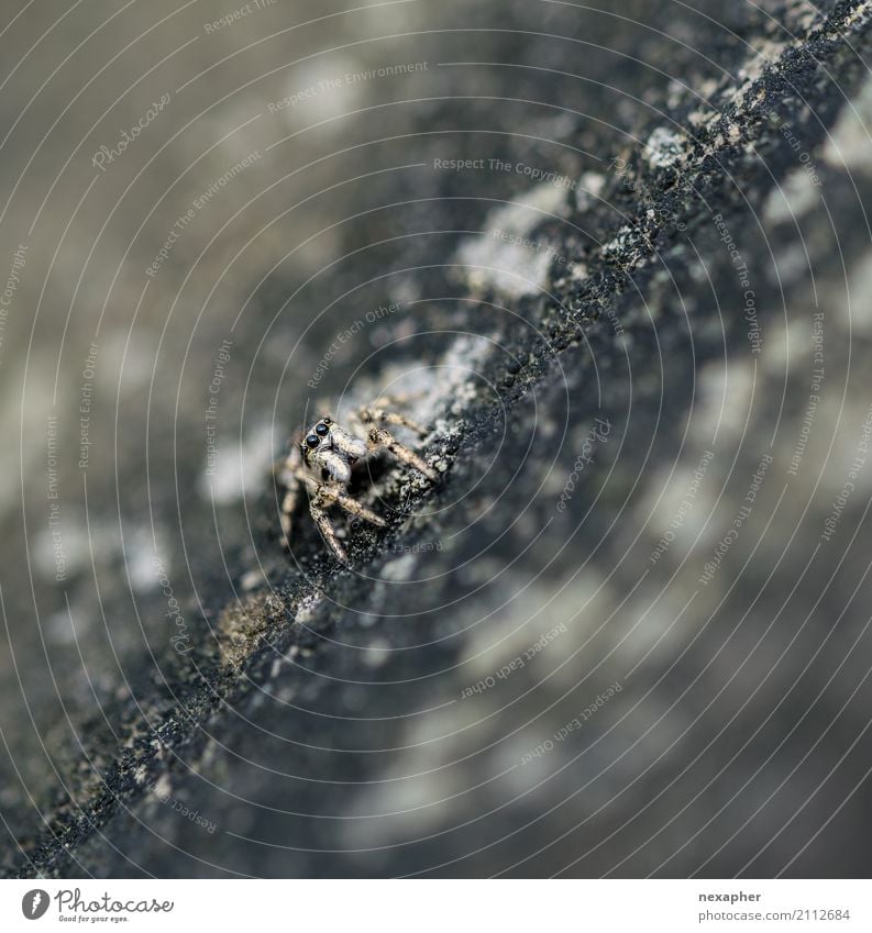 Springspinne auf Stein Felsen Spinne 1 Tier beobachten entdecken Erholung Jagd Blick warten außergewöhnlich Ekel Geschwindigkeit Mut Tatkraft fleißig Farbfoto