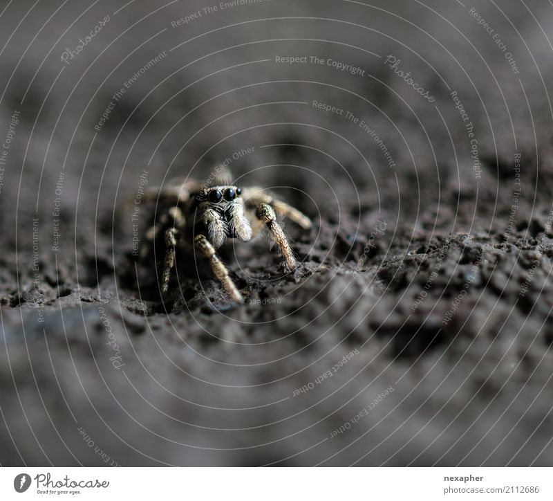 Springspinne auf Stein Felsen Spinne 1 Tier beobachten Jagd Blick springen warten außergewöhnlich bedrohlich Ekel Geschwindigkeit Mut Neugier Makroaufnahme