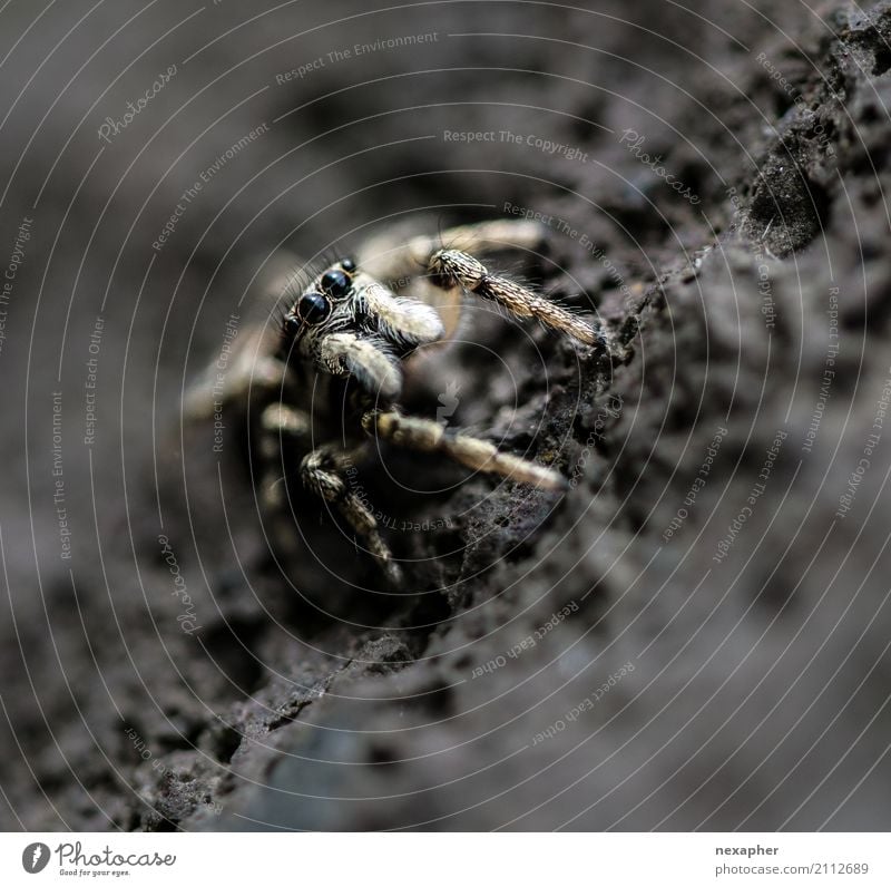 Springspinne auf Stein Felsen Tier Spinne 1 beobachten Jagd Blick springen warten außergewöhnlich bedrohlich Ekel Geschwindigkeit Mut Neugier Farbfoto