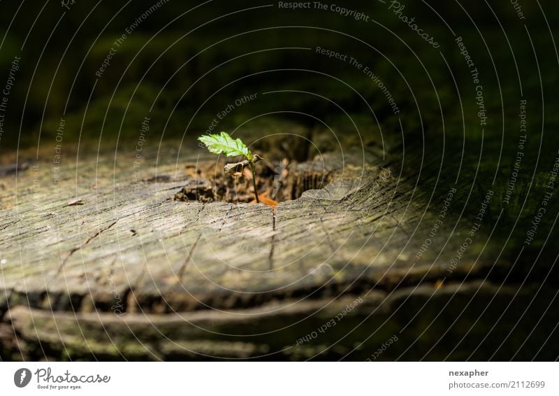 Ein neuer Baum wächst aus einem Baumstumpf Umwelt Natur Pflanze alt Blühend Erholung Wachstum Zusammensein nachhaltig natürlich rebellisch braun grün schwarz