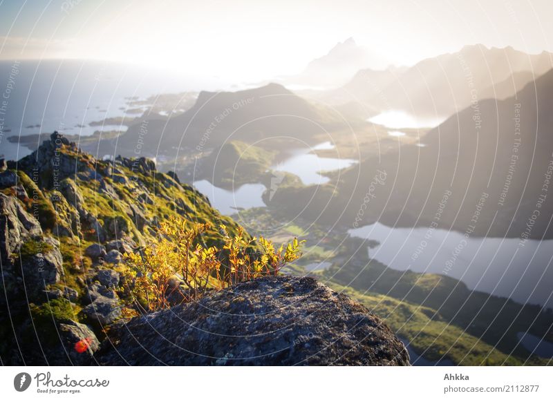 Ausgesetzter Beerenpflückstandort Natur Landschaft Urelemente schlechtes Wetter Nebel Sträucher Blaubeeren Felsen Berge u. Gebirge Küste Lofoten standhaft