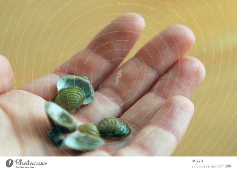 Nordseemuscheln Tier Muschel klein nass Muschelschale Sammlung Farbfoto Außenaufnahme Nahaufnahme Schwache Tiefenschärfe Handfläche festhalten Tag