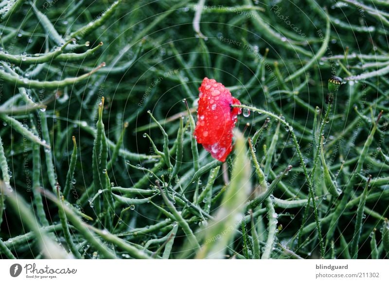 The Red Wet Dot Umwelt Natur Pflanze Sommer Wetter schlechtes Wetter Unwetter Regen Grünpflanze Nutzpflanze Wildpflanze Feld Blühend Wachstum nass grün rot