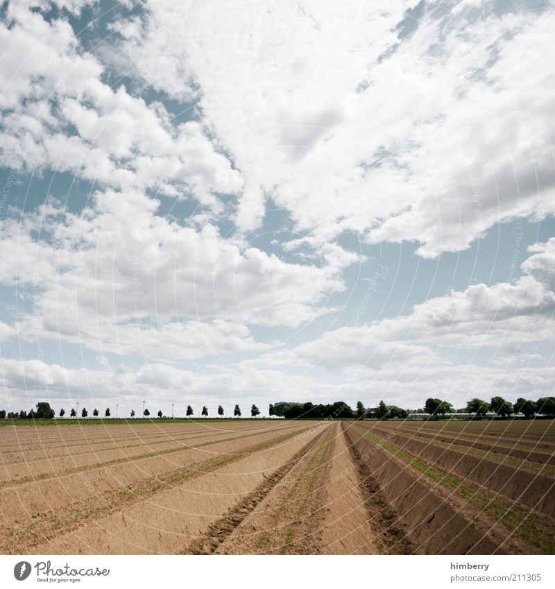 sky on earth Umwelt Natur Landschaft Pflanze Erde Luft Himmel Wolken Sommer Klima Klimawandel Wetter Dürre Nutzpflanze Feld Erwartung Ernte Spargel Spargelzeit