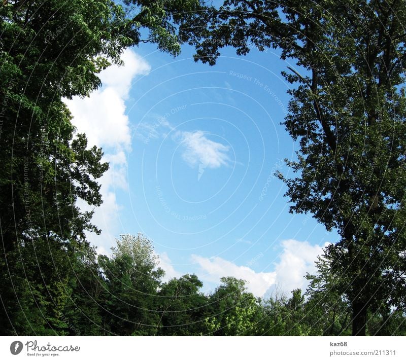 Bio Rahmen Natur Landschaft Pflanze Himmel Wolken Sommer Baum Park Wald Urwald Holz eckig grün ruhig Quadrat Rechteck Ungarn Wachstum Biotop Verflechtung oben