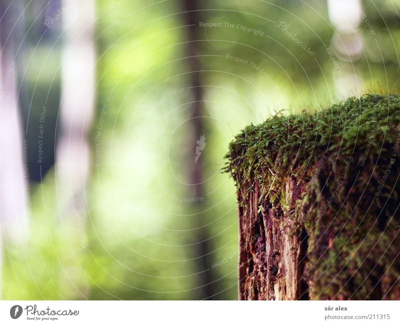 Nährboden Natur Sommer Baum Moos Wald Holz alt Wachstum nass natürlich weich braun grün verfallen verrotten Symbiose Photosynthese Moosteppich Baumstumpf