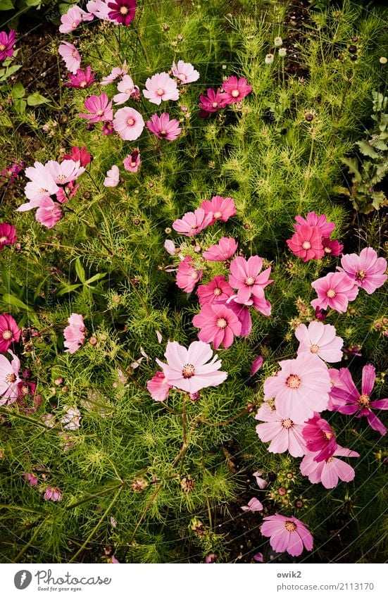 Schmuckkörbchen Umwelt Natur Pflanze Schönes Wetter Blume Blüte Wildpflanze Korbblütengewächs Bewegung Blühend Wachstum Duft authentisch Zusammensein natürlich