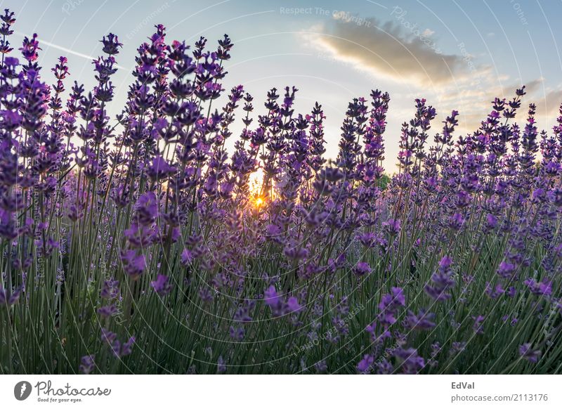 lavendelfarben Kräuter & Gewürze Duft Spa Sommer Sonne Garten Natur Landschaft Pflanze Himmel Wolken Horizont Blume Blüte Stimmung Farbe Ackerbau Aromatherapie