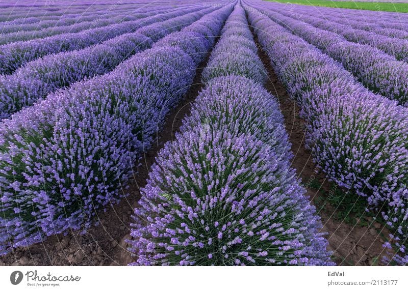 Lavendelfelder Kräuter & Gewürze Duft Spa Sommer Garten Natur Landschaft Pflanze Himmel Wolken Horizont Blume Blüte Stimmung Farbe Ackerbau Aromatherapie