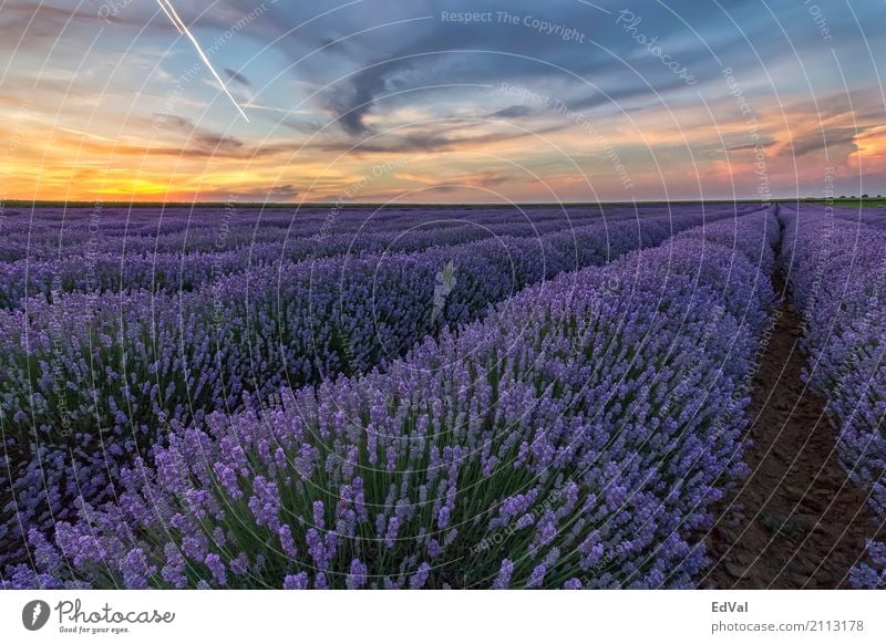 Bei Sonnenuntergang Kräuter & Gewürze Duft Spa Sommer Garten Natur Landschaft Pflanze Himmel Wolken Horizont Blume Blüte Stimmung Farbe Ackerbau Aromatherapie