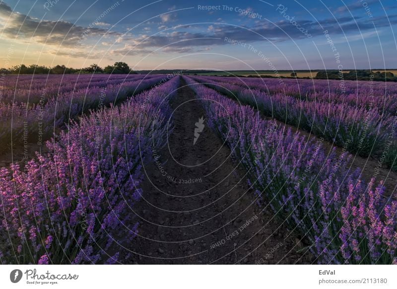 Sonnenuntergang am Lavendelfeld Kräuter & Gewürze Duft Spa Sommer Garten Natur Landschaft Pflanze Himmel Wolken Horizont Blume Blüte Stimmung Farbe Ackerbau