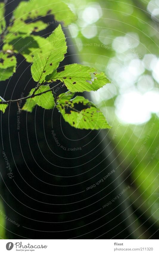 Hoffnung grün Blatt Baum Zweig Sommer Sonnenlicht Textfreiraum unten Textfreiraum Mitte Textfreiraum rechts Menschenleer Natur natürlich Blattgrün