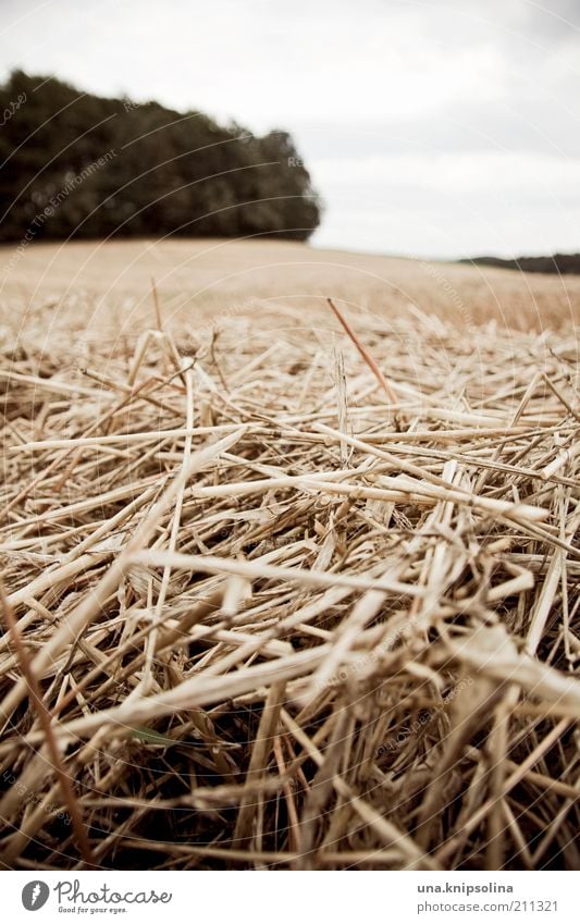 erntezeit Natur Landschaft Sommer Getreidefeld Stroh Heu Feld Hügel verblüht trocken Ernte Waldrand Sachsen Wolkenhimmel Tag Farbfoto Gedeckte Farben