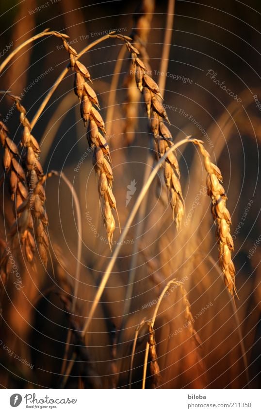 Getreite im goldenen Abendlicht Getreide Ähre Ähren Korn Kornfeld Gegenlicht Wärme Nutzpflanze Feld gelb schwarz Ernährung Farbfoto Natur natürlich schön