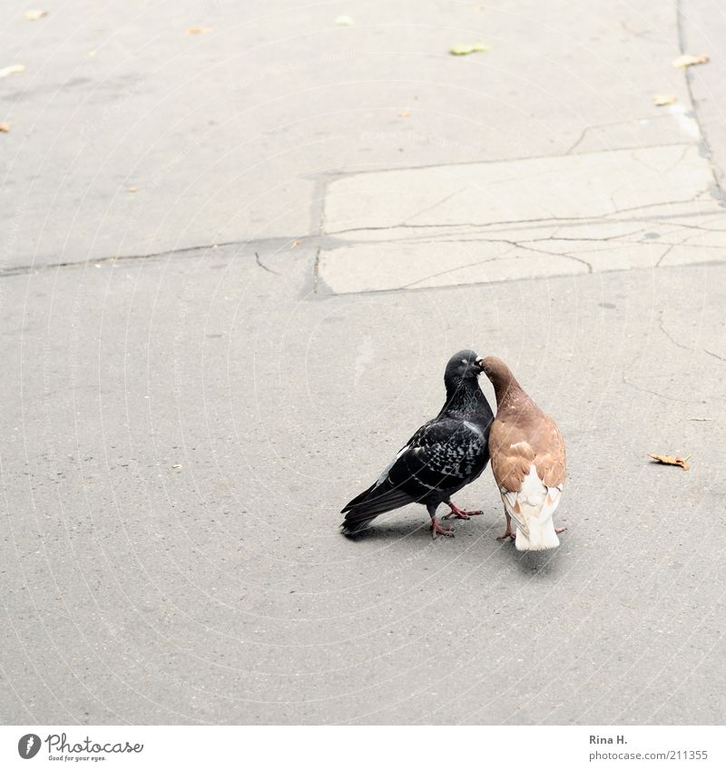 Turteltäubchen II ( Der Zungenkuss) Tier Vogel Taube Tierpaar Küssen Leidenschaft Geborgenheit Sympathie Zusammensein Liebe Begierde Lust Zusammenhalt