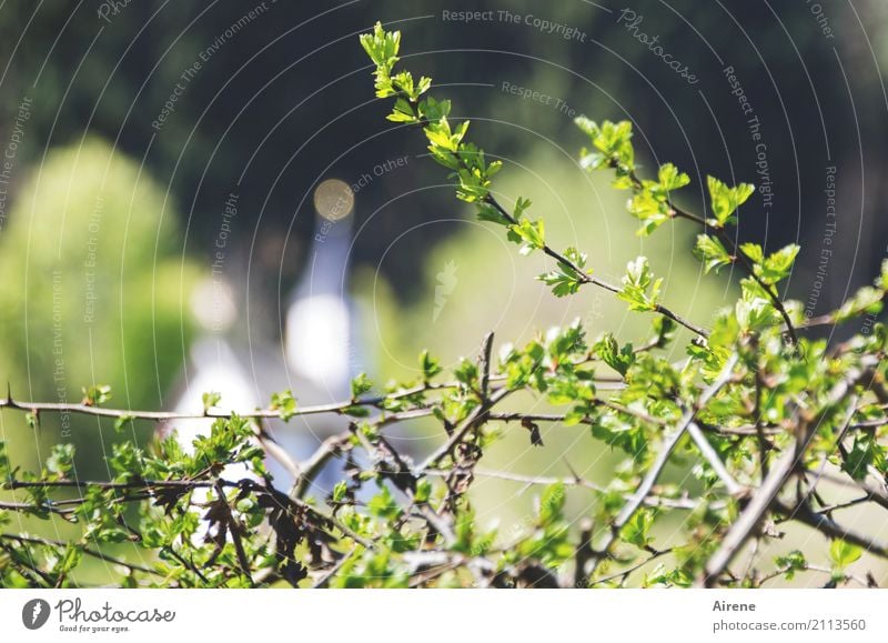 mit religiösem Hintergrund Sommer Sträucher Grünpflanze Hecke Dorf Kirche Kapelle grün Glaube Religion & Glaube Hoffnung Idylle Natur Tradition friedlich