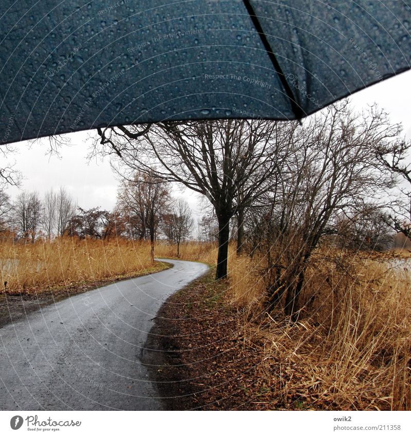 Wind und Wetter Umwelt Natur Landschaft Wasser Wassertropfen Himmel Horizont Winter Klima schlechtes Wetter Regen Pflanze Baum Gras Sträucher Wildpflanze