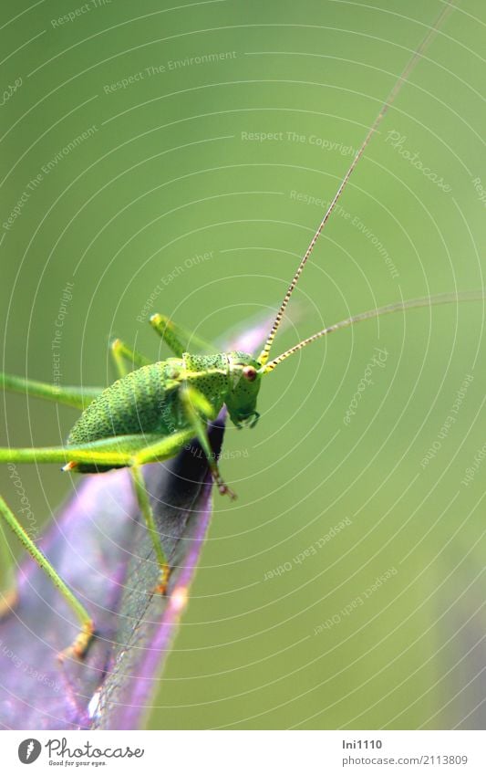 Schrecke Natur Tier Sommer Schönes Wetter Blatt Garten Feld Wildtier Schrecken 1 Tierjunges außergewöhnlich klein natürlich braun gelb grün violett schwarz