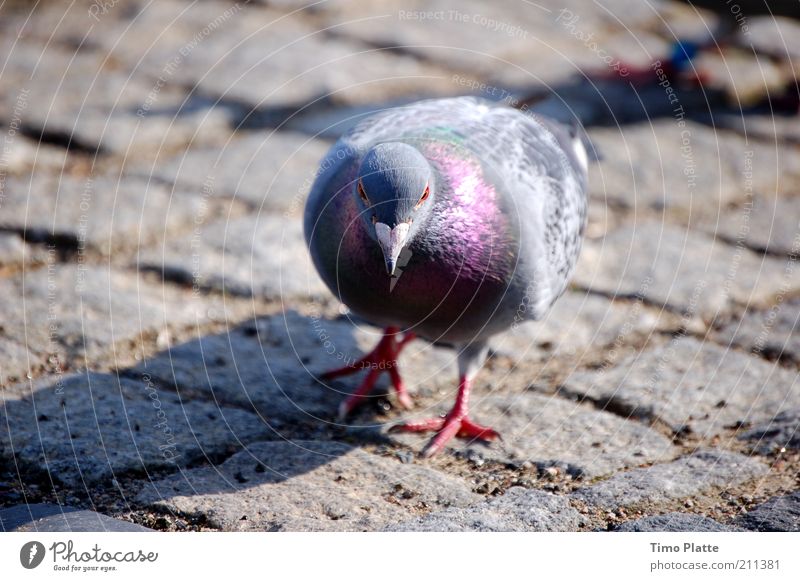 Altstadtleben Städtereise Natur Sommer Schönes Wetter Verkehrswege Straße Wege & Pfade Tier Vogel Taube Stein Fressen picken Bad Oeynhausen Farbfoto