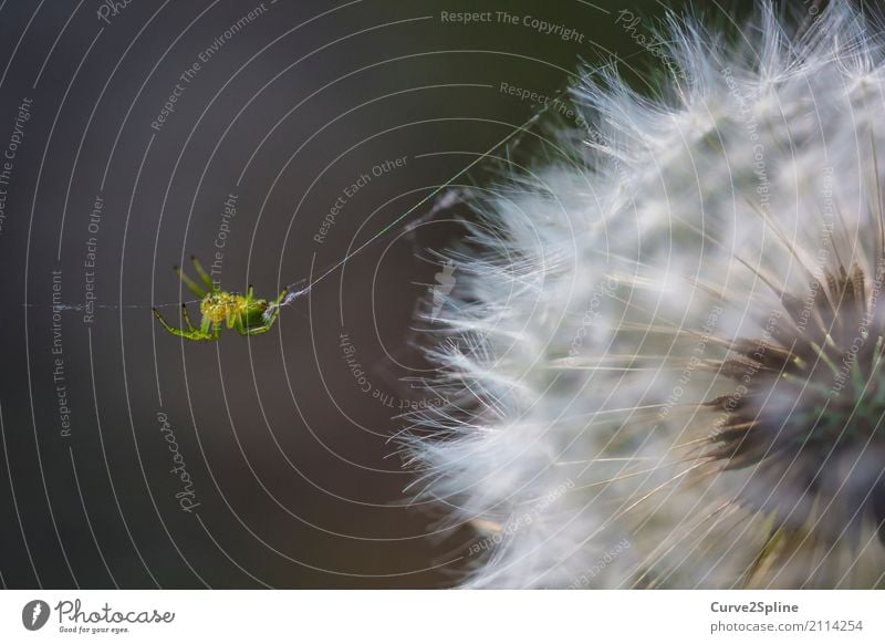 Itsy Bitsy Spider Natur Tier Spinne 1 hängen Schnur krabbeln Löwenzahn Blume Makroaufnahme grün Detailaufnahme Wald spinnen Spinnennetz weich Insekt gelb Beine