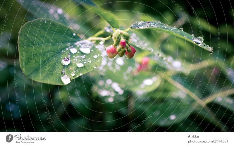 Schweißtropfen? Gesundheit Zufriedenheit Natur Pflanze Urelemente Wassertropfen Sommer Blatt Blüte Tropfen glänzend dunkel Flüssigkeit frisch nass grün rot