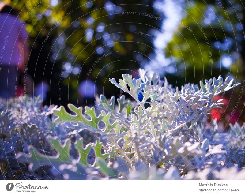 Botanischer Garten Umwelt Natur Pflanze Sommer Blume Gras Sträucher Orchidee Blatt Blüte Wildpflanze exotisch Park Wiese ästhetisch außergewöhnlich frisch