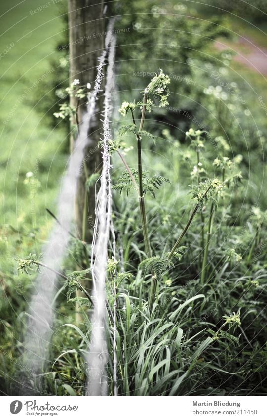 Randkraut Umwelt Natur Landschaft Pflanze Gras Sträucher Grünpflanze Wiese Feld Wachstum natürlich grün Wegrand Stacheldraht Pfosten Feldrand