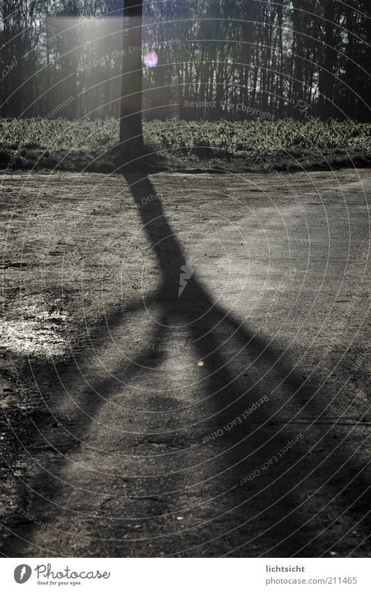 Baumschatten auf Asphalt Umwelt Natur Landschaft Sonnenaufgang Sonnenuntergang Sonnenlicht Herbst Winter Feld Wald Menschenleer Wege & Pfade gruselig kalt grau