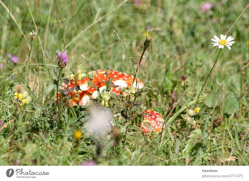 Schlumpfhaus Natur Pflanze Sommer Schönes Wetter Blume Gras Blüte Wildpflanze Wiese Menschenleer verblüht Duft klein lustig rot weiß Glück gefährlich Rauchen