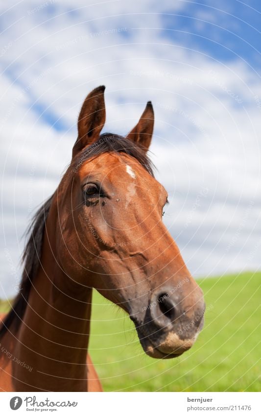 long face Pferd Kopf Tier braun Sommer Inland Mähne grün lang Nase Säugetier Wiese Weide Himmel Wolken Tag Tierporträt Pferdekopf Nüstern Blick in die Kamera