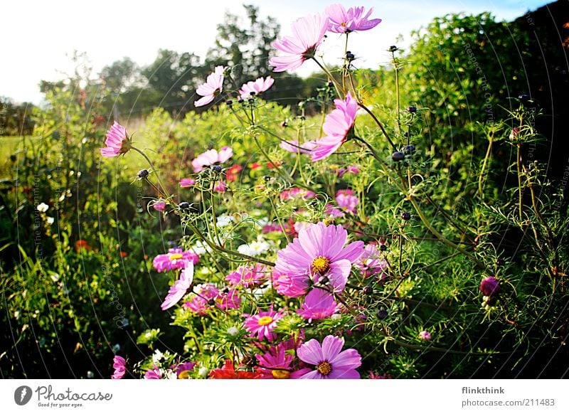 Sommer Blumen Umwelt Natur Landschaft Pflanze Sonnenlicht Frühling Schönes Wetter Gras Sträucher Blüte Grünpflanze Garten Wiese Erholung grün Farbfoto