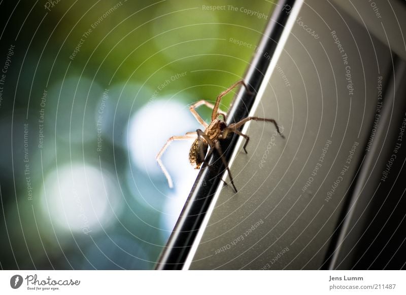 Itsy Bitsy Spider Tier Spinne 1 gelb Ekel Fenster Unschärfe Scheibe Farbfoto Textfreiraum links Tag Schwache Tiefenschärfe Fensterrahmen aufwärts krabbeln